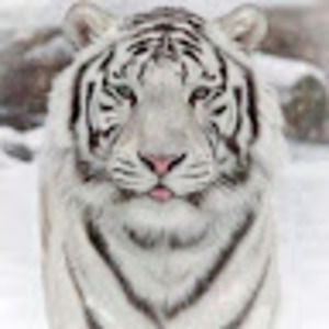 Meet your Posher, Monique